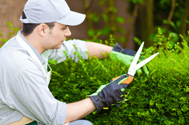 hedge trimming service in ithaca