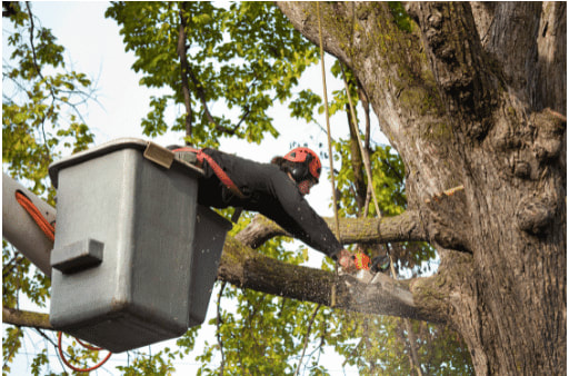Tree trimming service in Ithaca